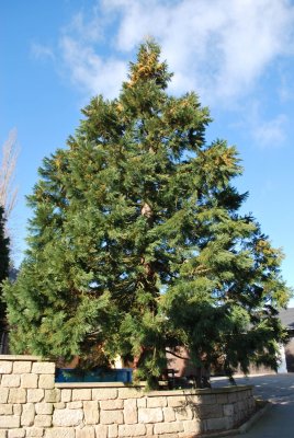 Sequoiadendron giganteum - sekvojovec obrovský - habitus (2)